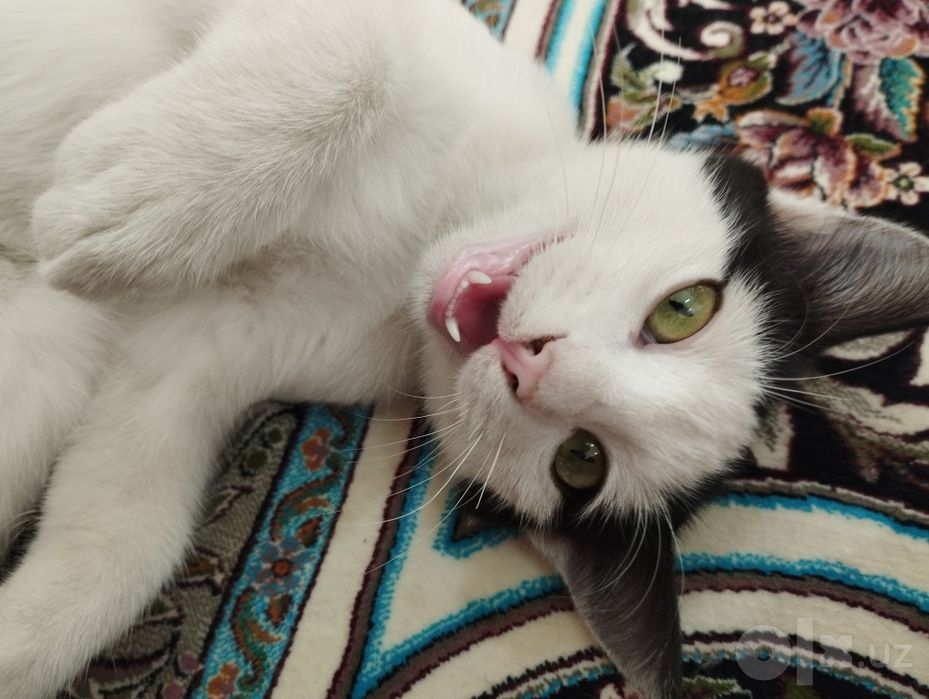 красивая котёнка Маркиз