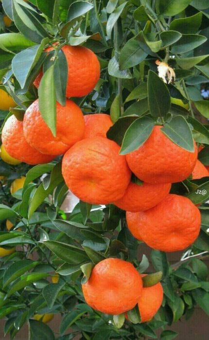 Апельсины, мандарины.