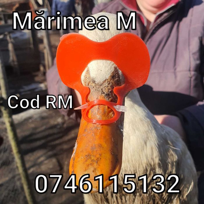 RM-Ochelari Pasari-Impotriva canibalismului/batailor la Rate Gaste