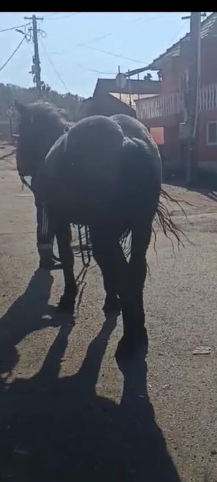 Vând/schimb mânz 1an jumate