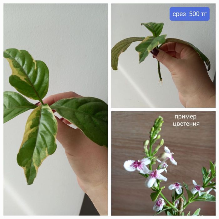 Продажа комнатных растений