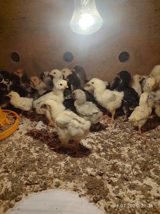 Продам домашних цыплят