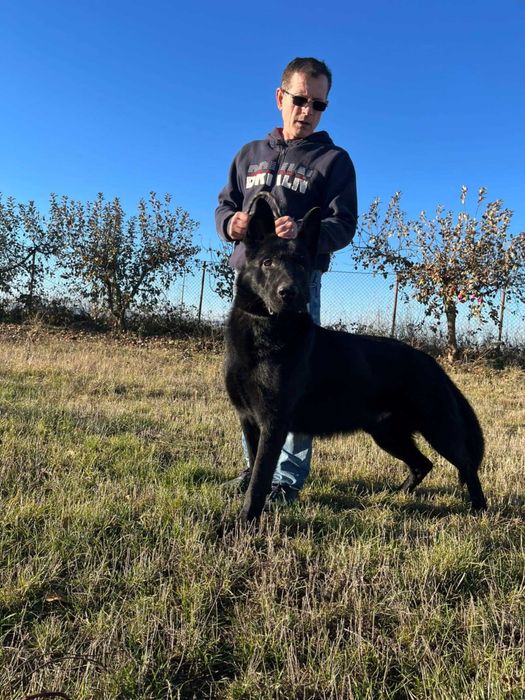 Vand  pui Ciobanesc German