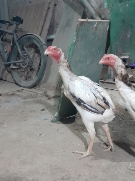 Тухумда 1тулак тоза нарса