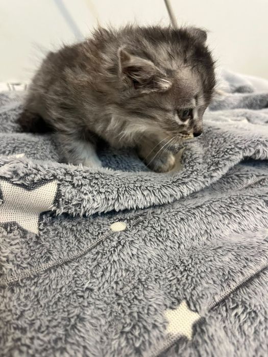Котята от Шотландской кошки