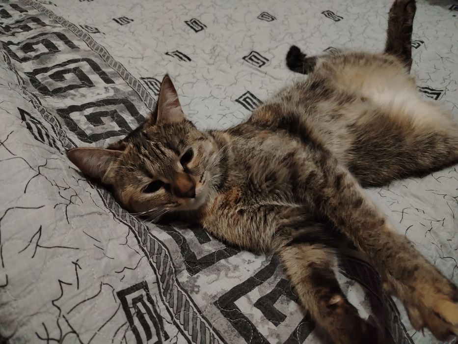 Uy mushugi Scottish stray