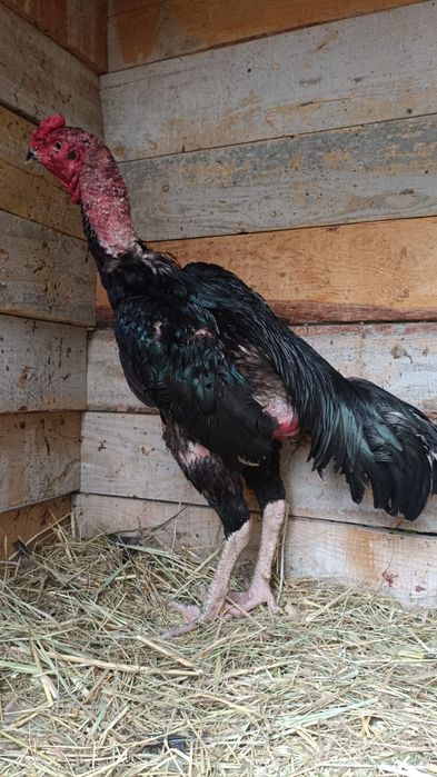 Продам дакана,,,