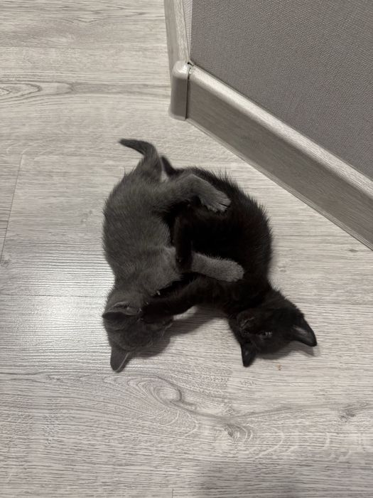 Отдам котят в добрые руки