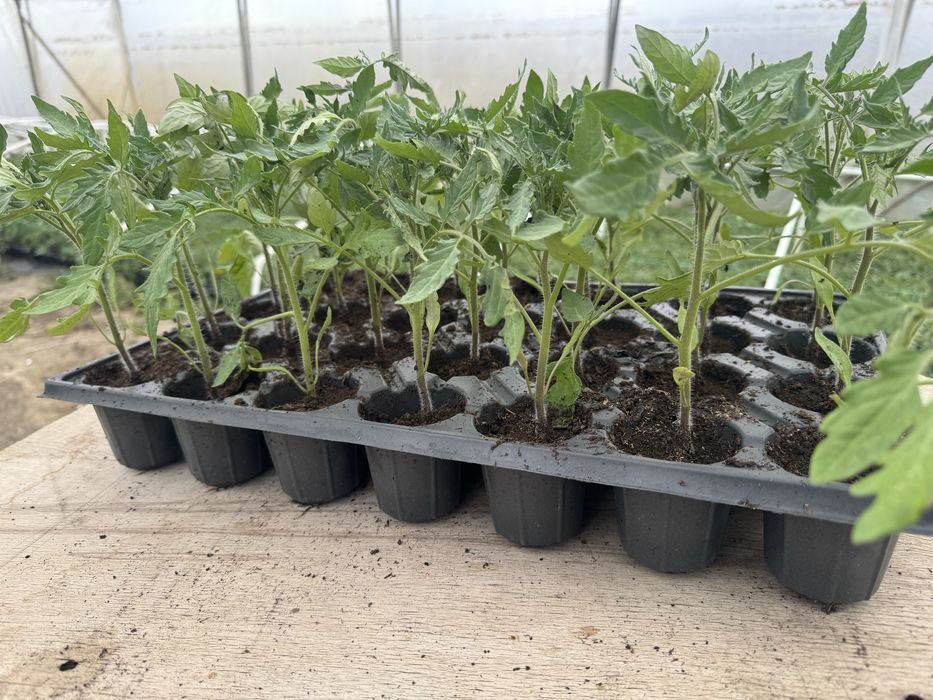 Vand rasaduri (rosii)