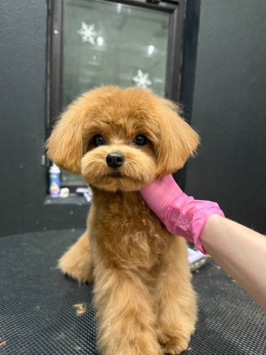 Продается мальтипу