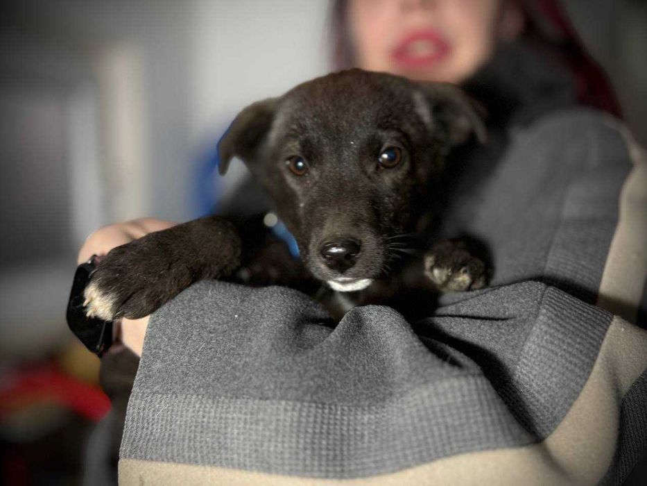 Собака щенок девочка