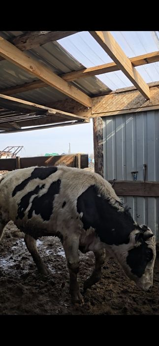 Быки Голштины. Симентал