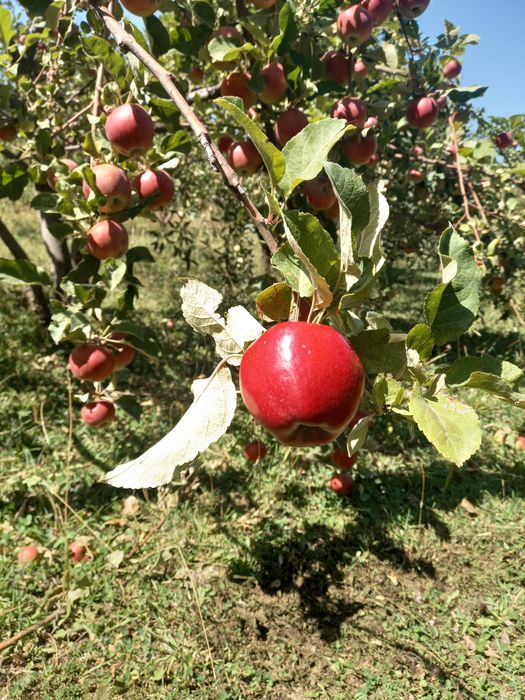 Яблочныи уксус из своего огорода