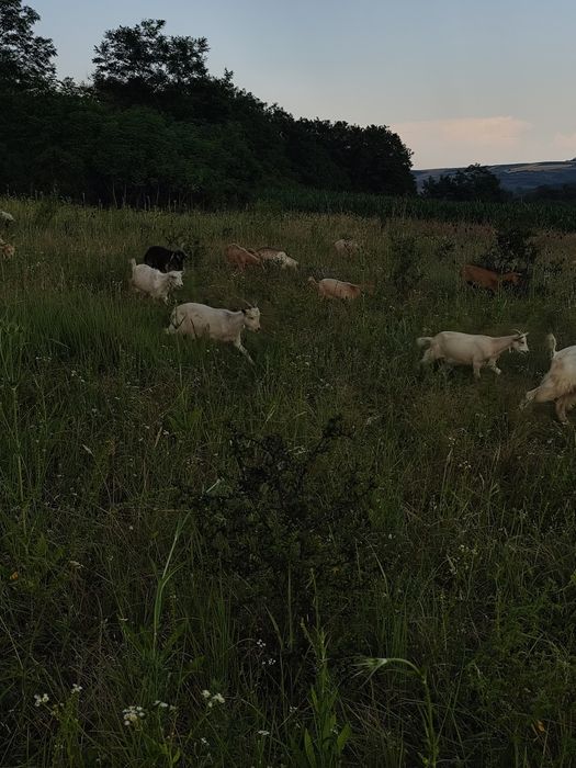 Disponibili iezi sau schimb