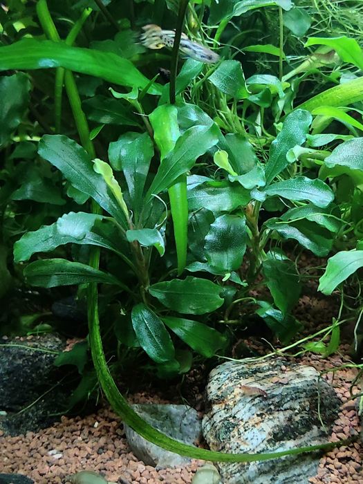 Буцефаландра (Bucephalandra mini red)