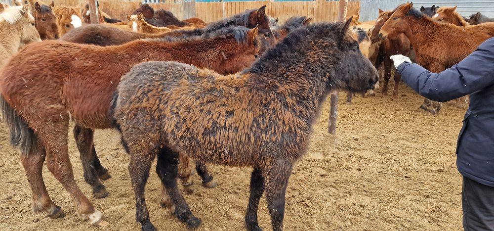 Продам жеребёнка самка серой масти