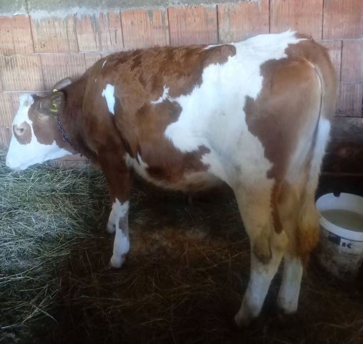 Vând doua vitele baltata românească  de sase luni și jumătate
