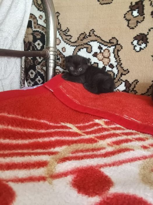 Отдам вислоухих котят