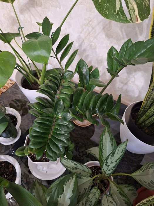 Комнатные растение