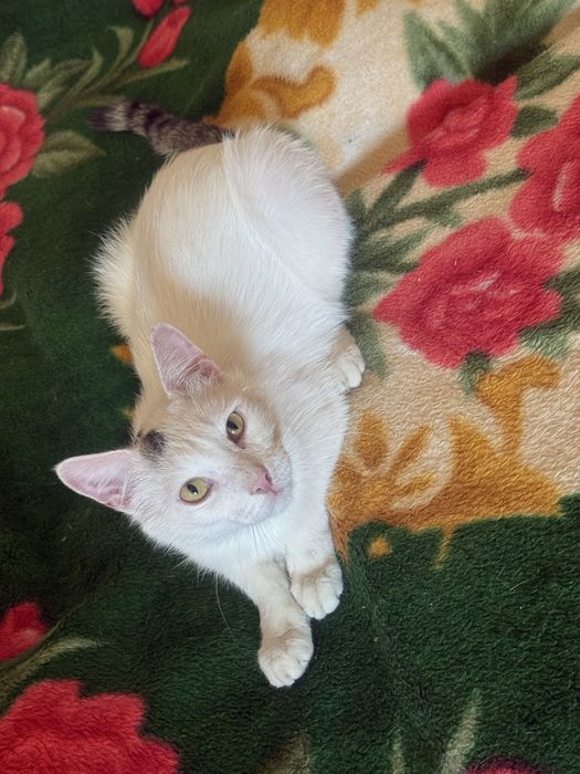 Отдам в добрые руки котиков