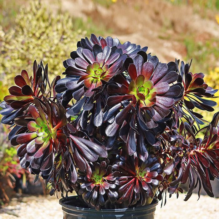 Эониум древовидный (Aeonium arboreum) — 12 см