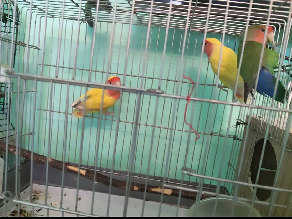 Nerazluchka 1 yoshda hali tuhum qoymagan lekin ishlashvoti