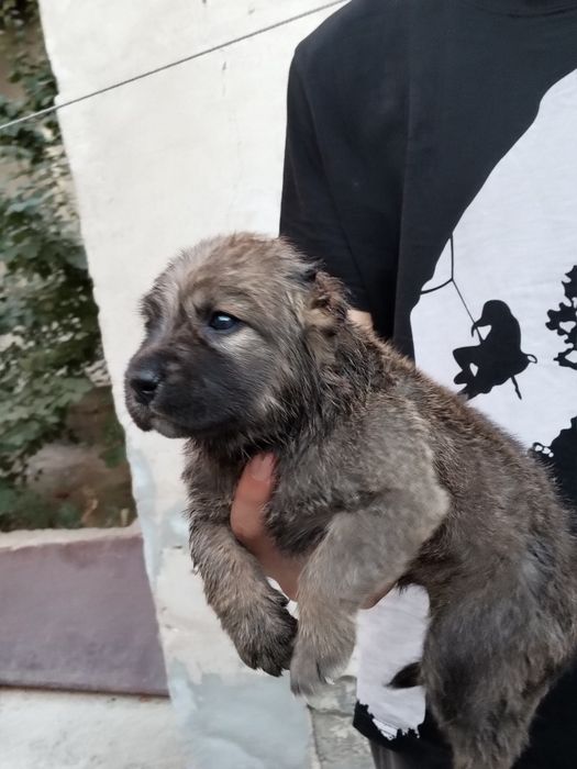 Алабай боласи сотилади эркаг