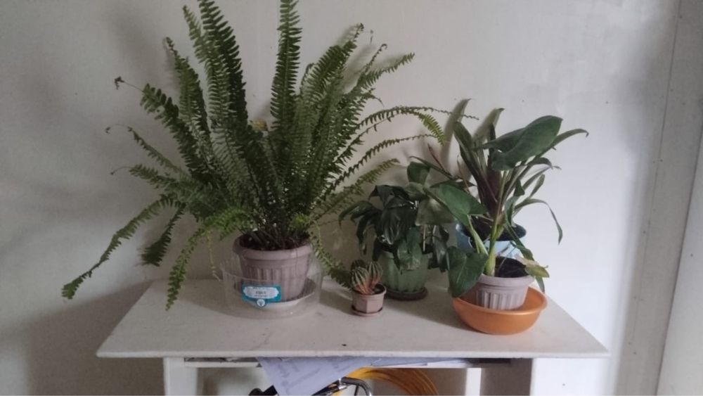 Домашние цветы разное