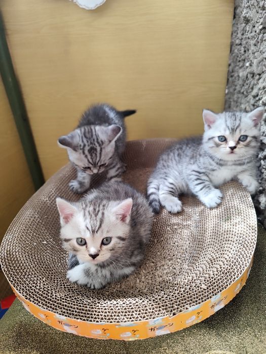 Британские котята
