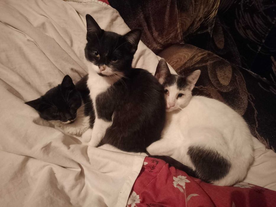 Подарявам котенца