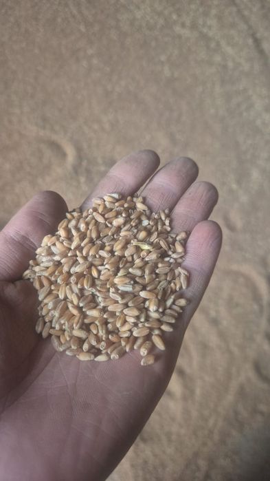 Пшеница, ячмень, овес