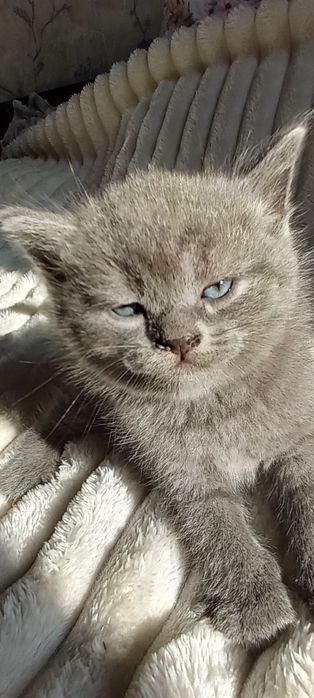 Продаются  породистые   котята голубые шиншилы Скотиш фолд и страйт.