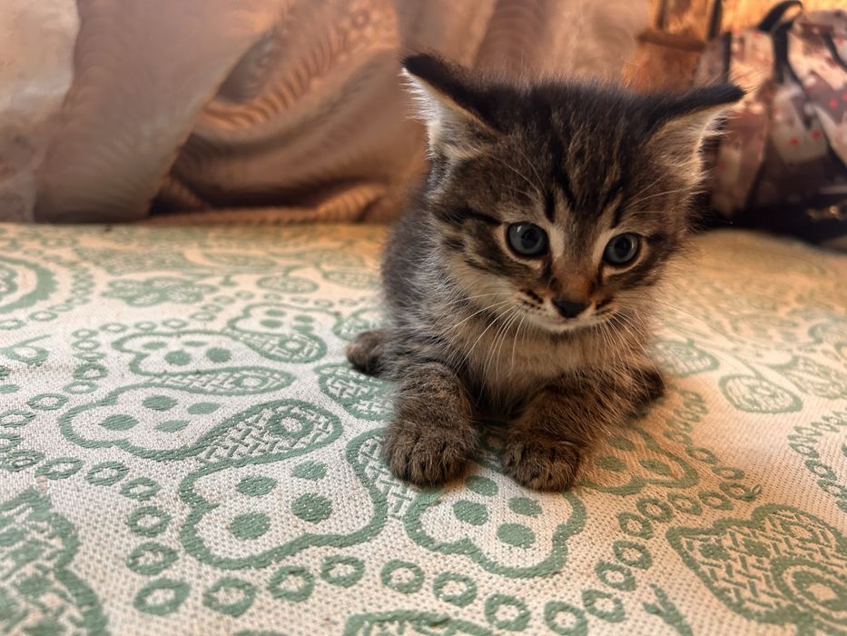 Котята ищут мам-пап