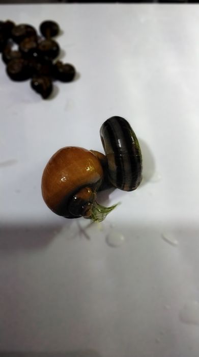 Продам улиток двух видов недорого