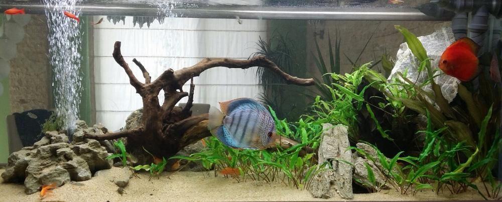 Construim la comandă acvariu de apă dulce și marin de dimensiuni mari.