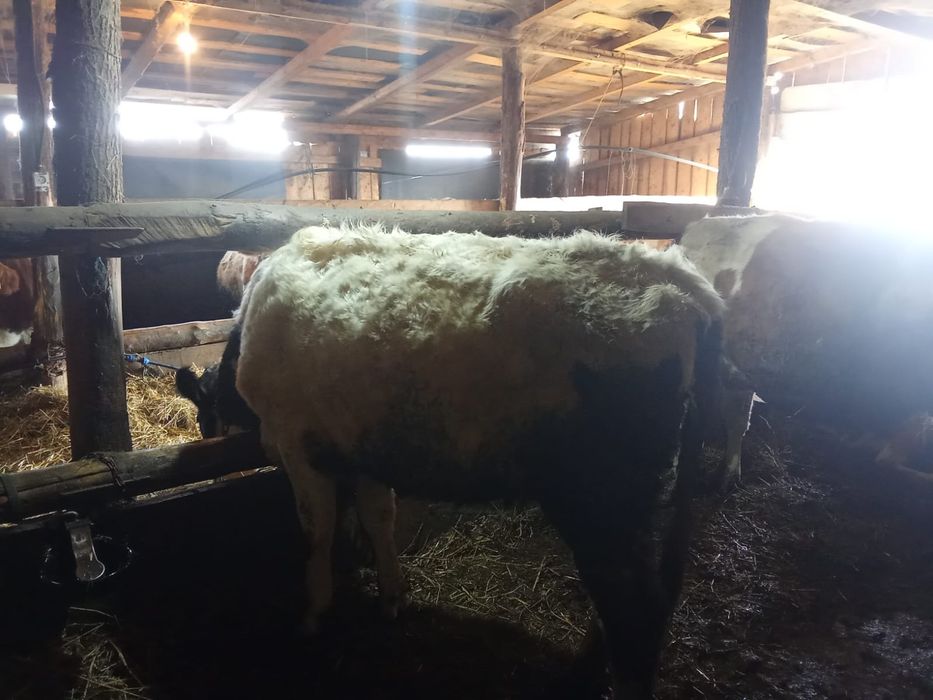 De vînzare junica bună de ținut