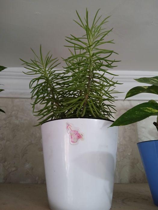 Комнатные цветы адаптированные