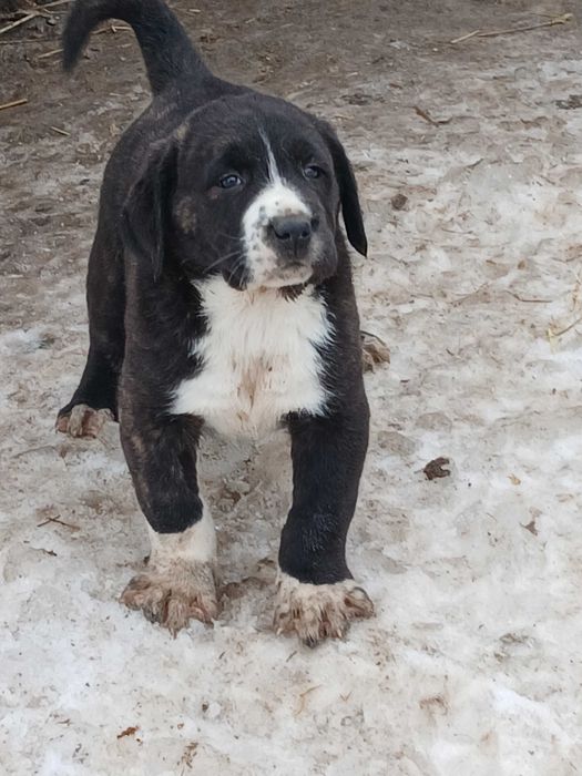 Pui de casa disponibili