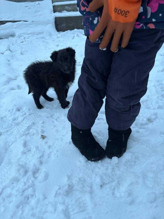 Щенок дворняга бесплатно