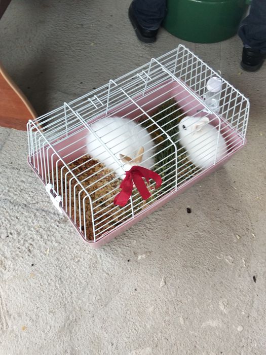 Декоративные кролики,, очень милые