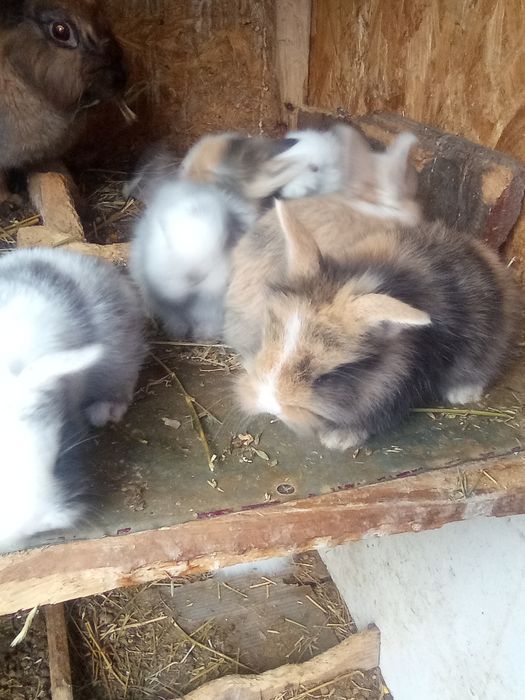 Iepurași cap de leu Prahova