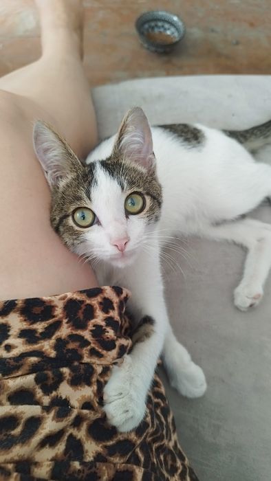 Отдается котенок