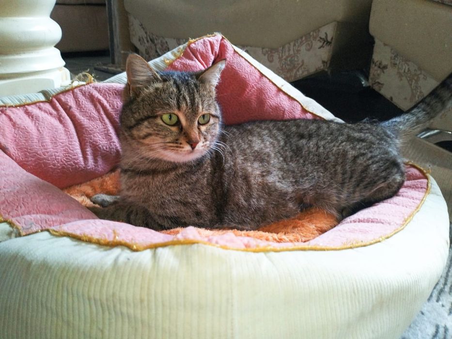 Кошечка в добрые руки