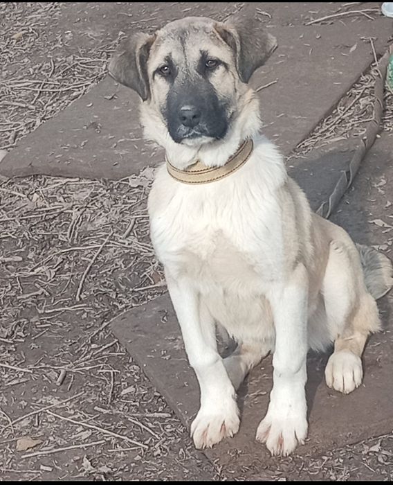 Күшіктер сатылады