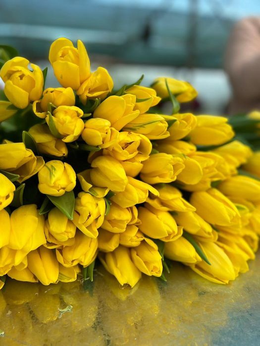 Продам тюльпаны на 8 марта