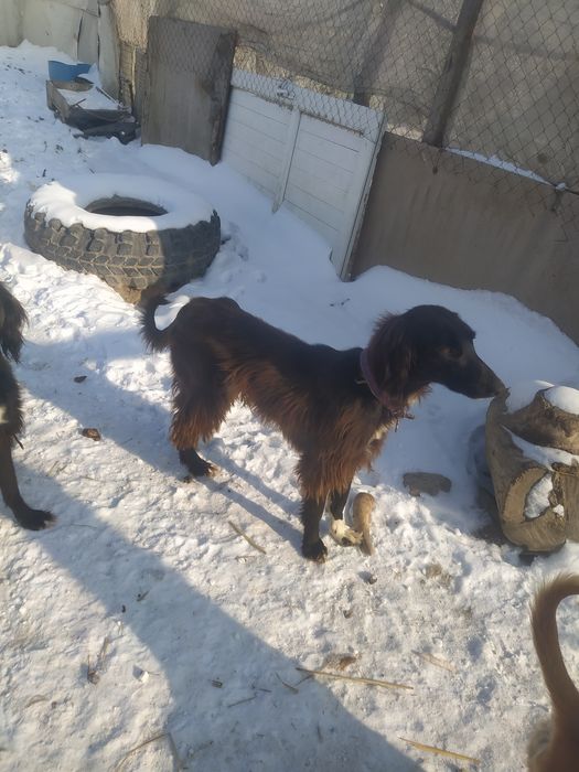 Продам тазы Молодые