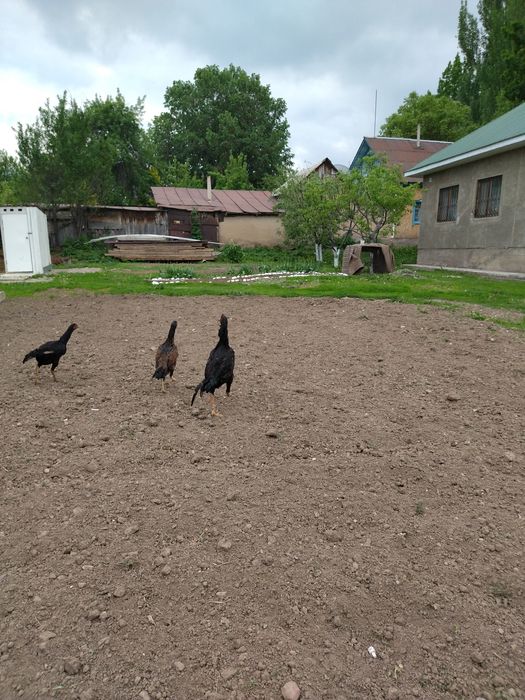 Продам семейка дакан