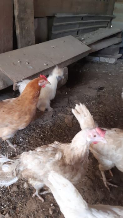 Продам куриц несушек