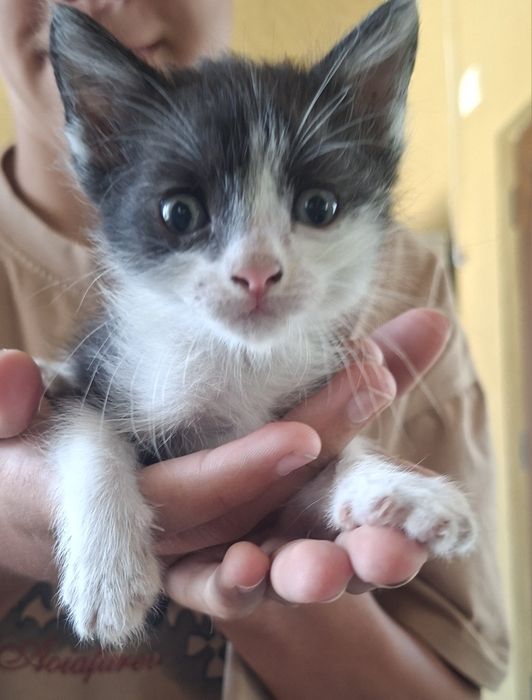 Отдам котят в хорошие руки
