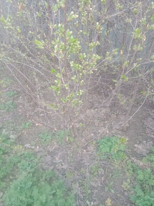 Продам саженцы вишни